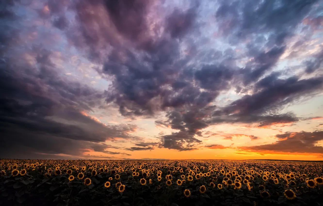 Photo wallpaper field, summer, sunflowers, sunset
