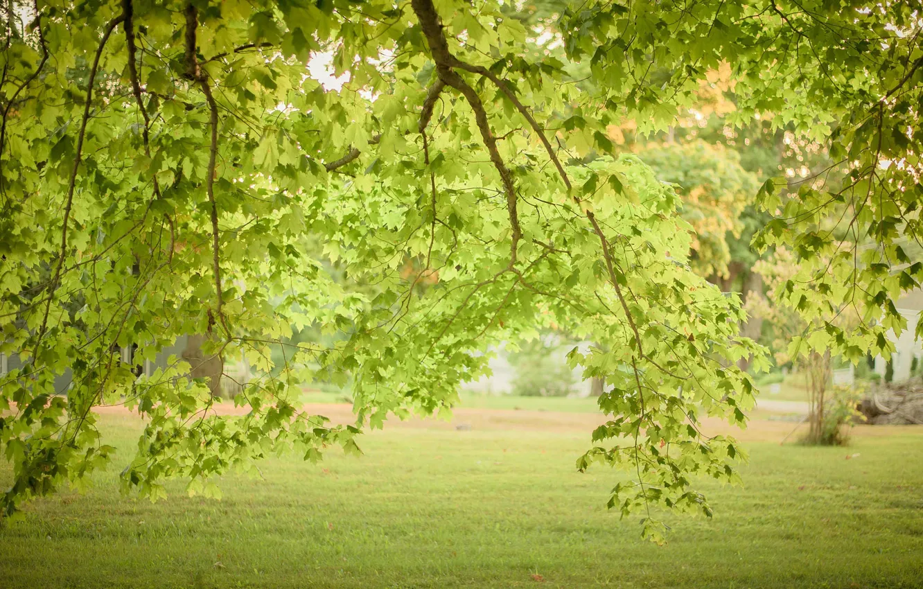 Photo wallpaper green, grass, trees, leaves, branches