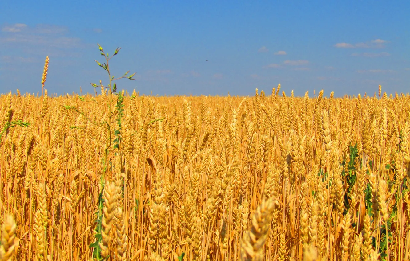 Photo wallpaper field, the sky, clouds, grain, harvest, bread