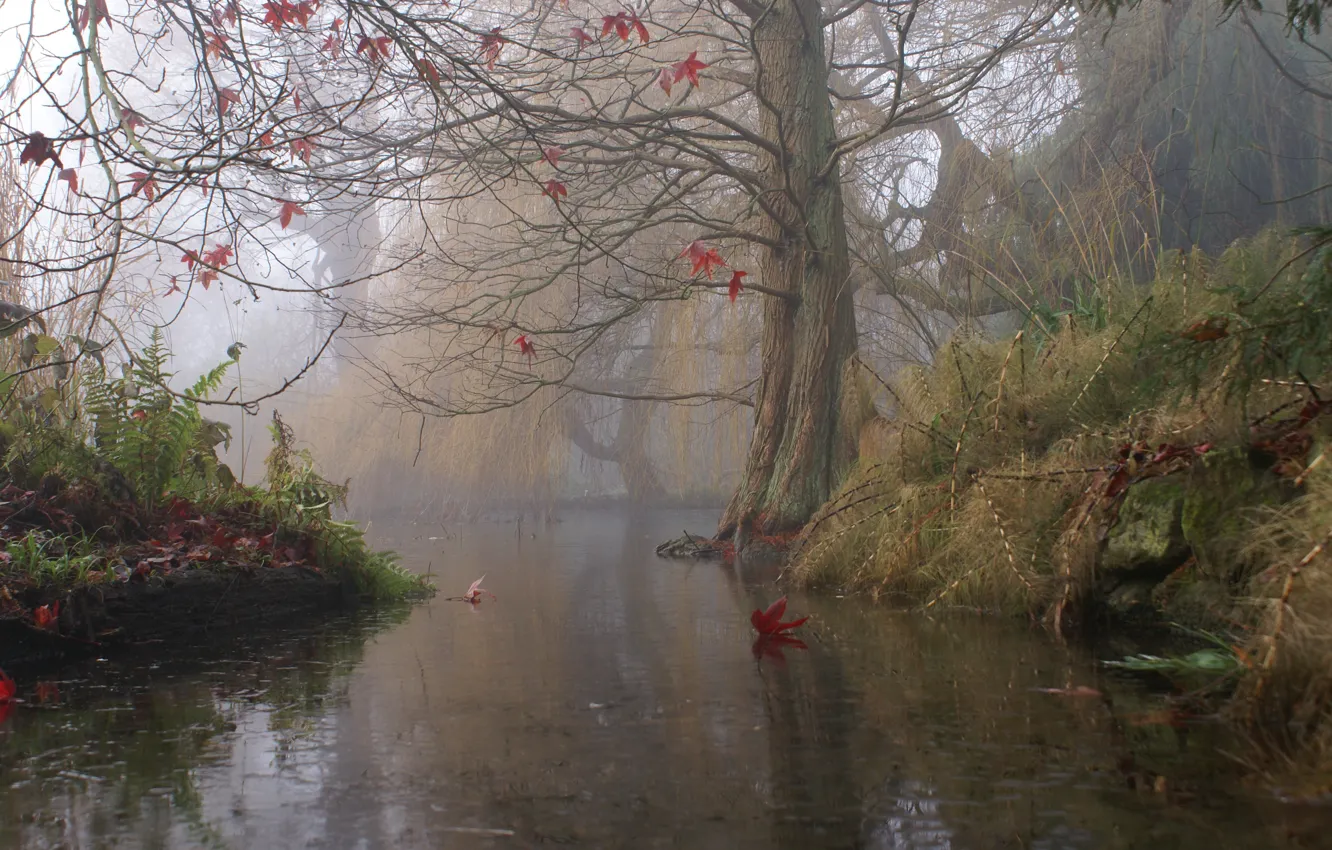 Photo wallpaper autumn, fog, river, tree, England