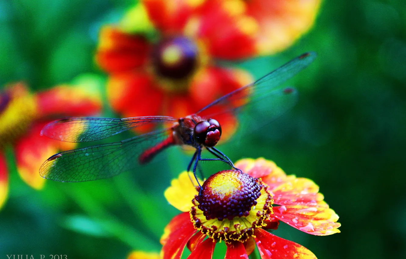Photo wallpaper summer, flowers, dragonfly, summer, flowers