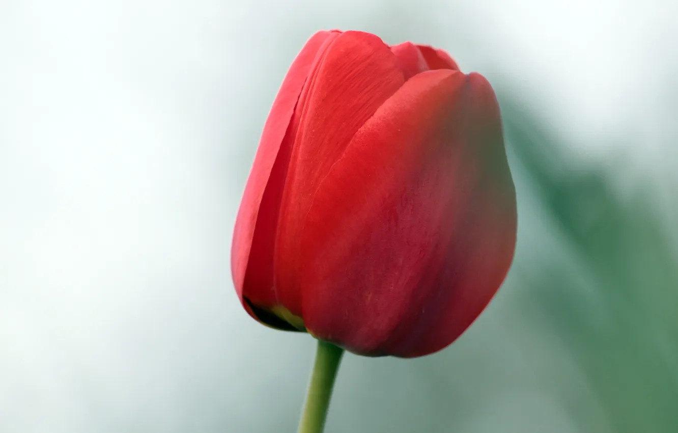 Photo wallpaper macro, flowers, tulips