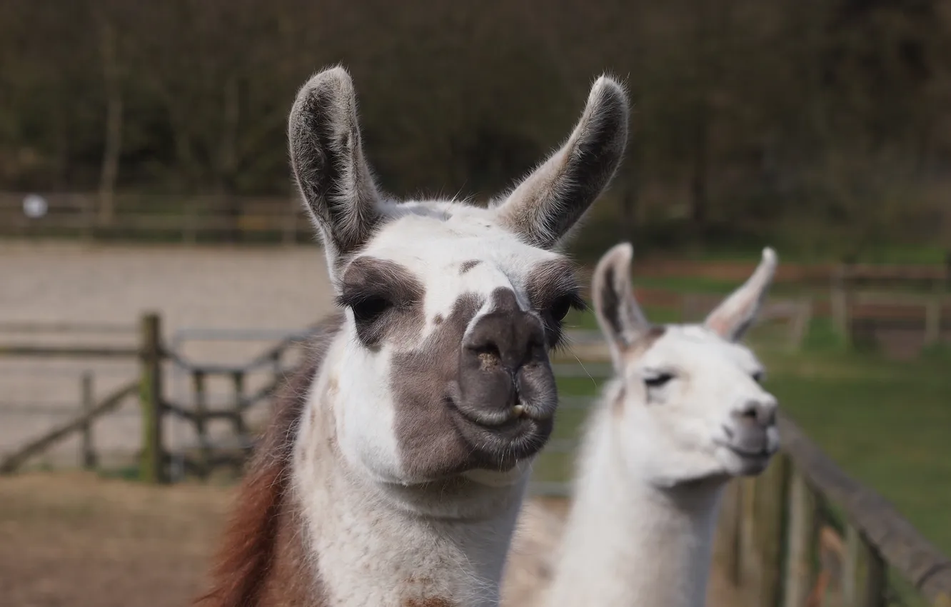 Photo wallpaper smile, wool, Lama