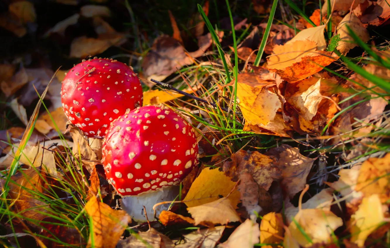 Photo wallpaper autumn, forest, leaves, mushrooms