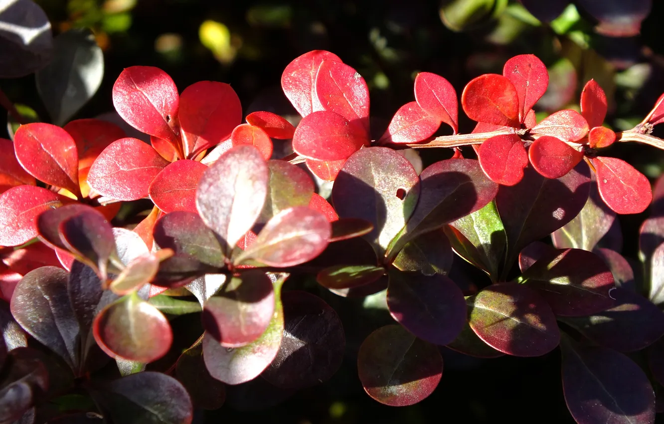 Photo wallpaper autumn, leaves, nature, plant