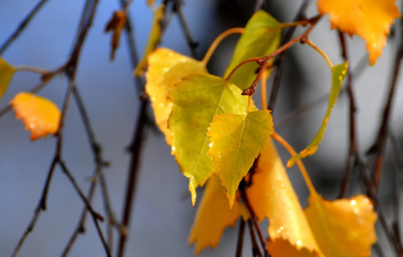Photo wallpaper autumn, leaves, nature