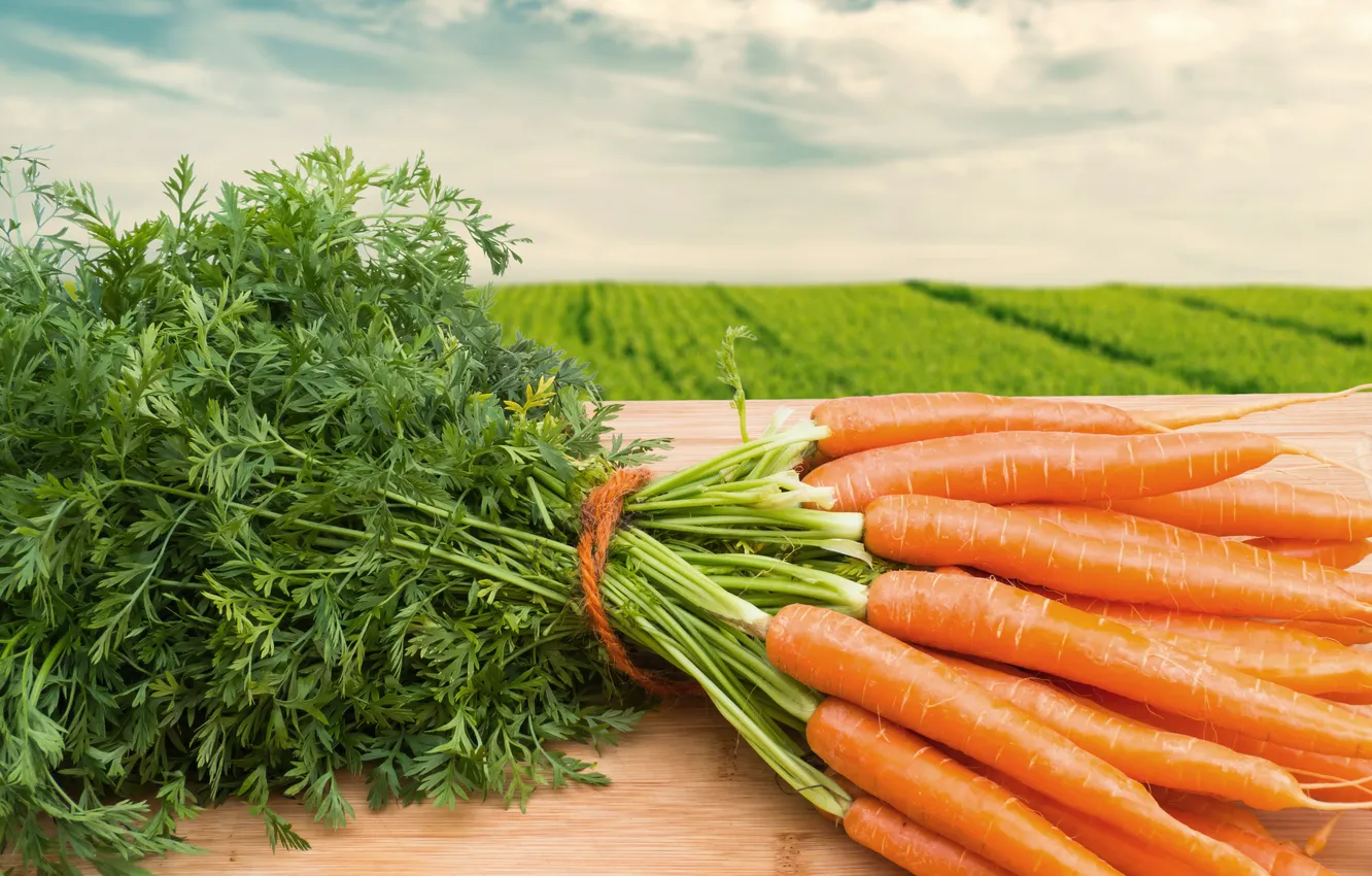 Photo wallpaper carrot field, carrot field, young carrots, baby carrots