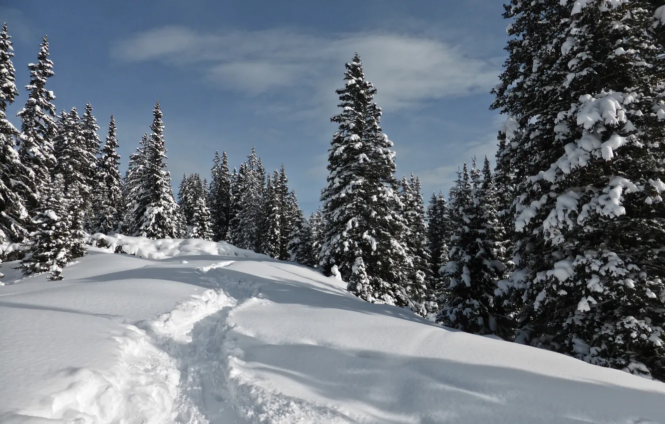Photo wallpaper winter, forest, the sky, snow, trees, spruce, slope, path