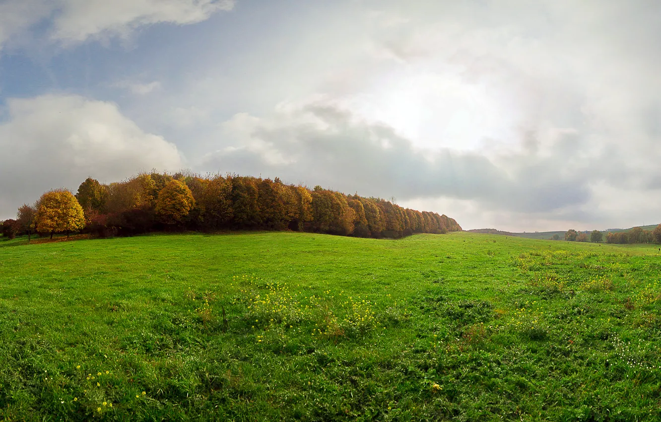 Photo wallpaper autumn, grass, glade, Ukraine, Dergachev, Dergachov