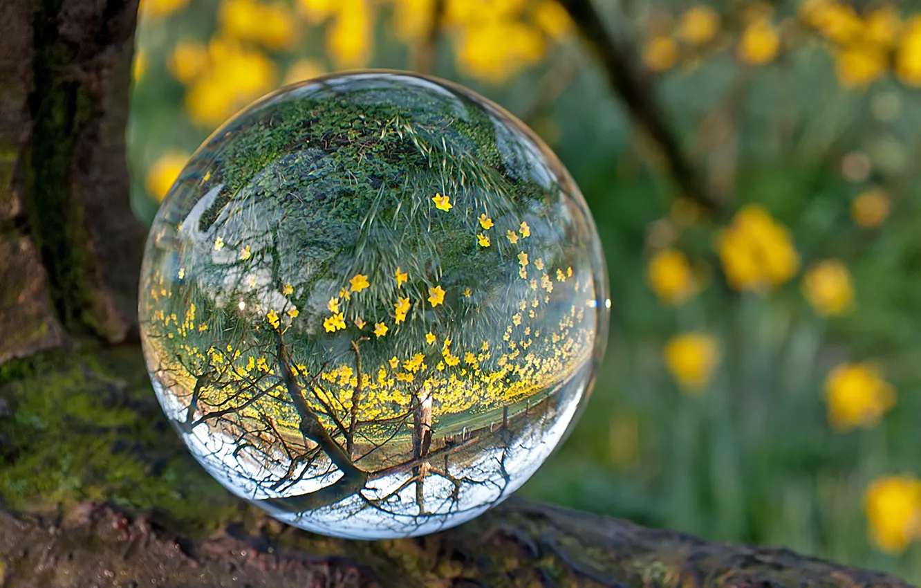 Photo wallpaper BACKGROUND, FOREST, WATER, SPHERE, BALL, FLOWERS, REFLECTION, MOSS