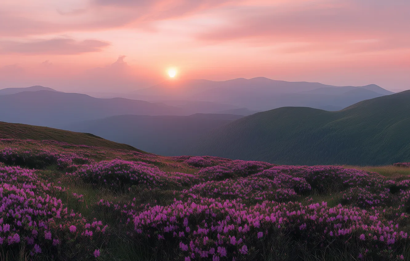 Photo wallpaper field, the sun, clouds, flowers, mountains, fog, dawn, hills