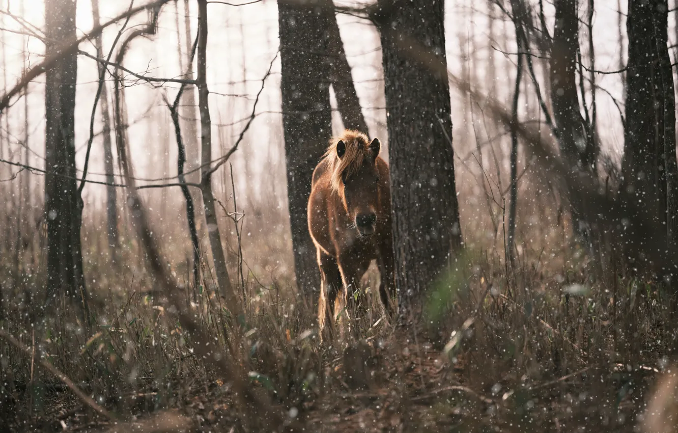 Photo wallpaper winter, autumn, forest, face, snow, trees, branches, horse