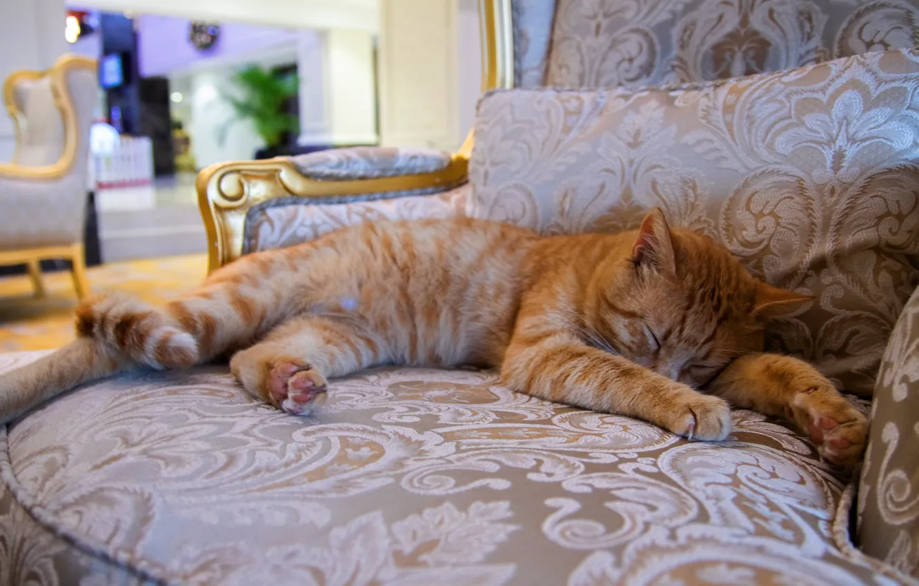Photo wallpaper cat, cat, pose, comfort, house, room, sleep, interior