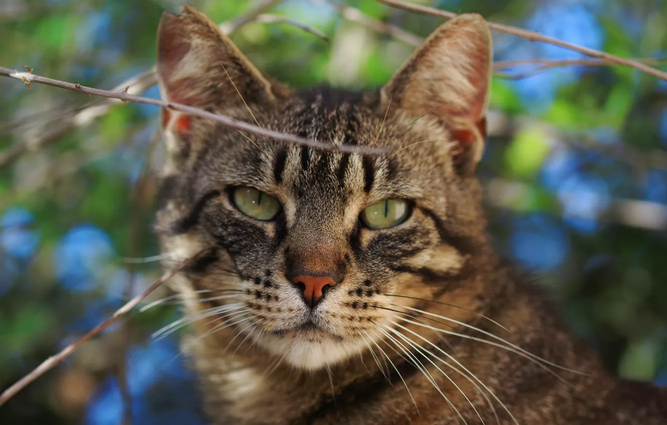 Photo wallpaper cat, cat, look, branches, muzzle