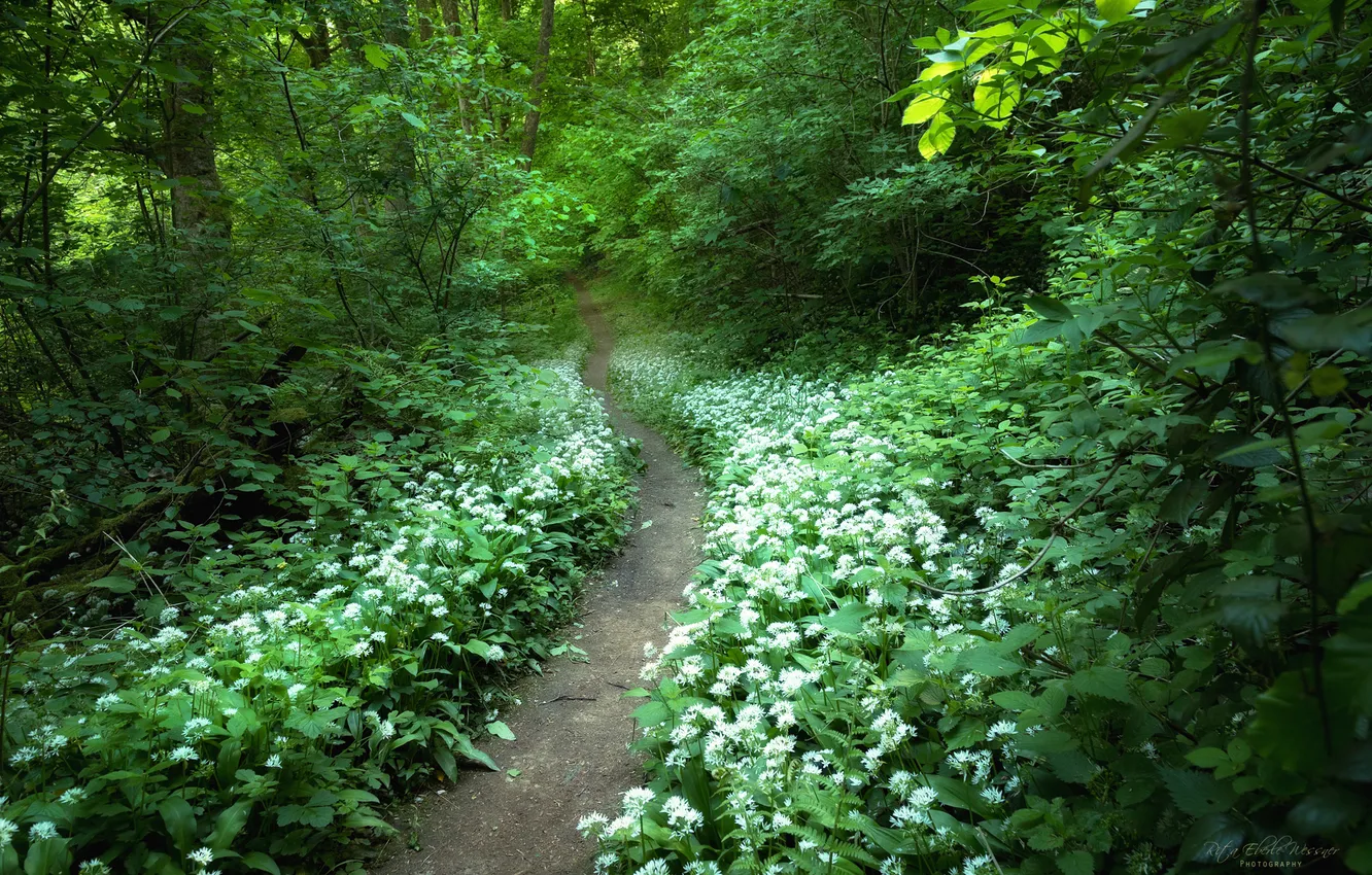 Photo wallpaper road, forest, summer