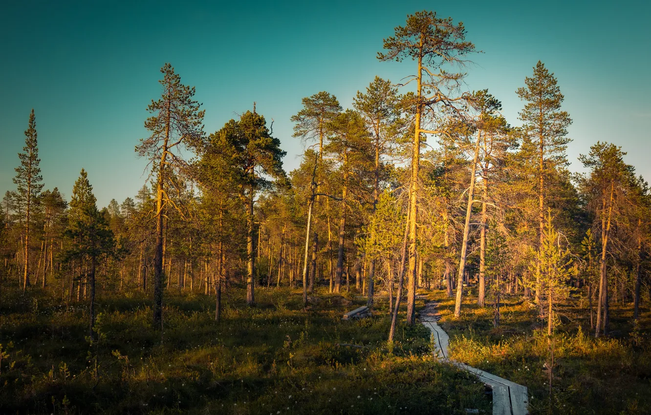 Photo wallpaper forest, the sky, light, trees, glade, Board, path, pine