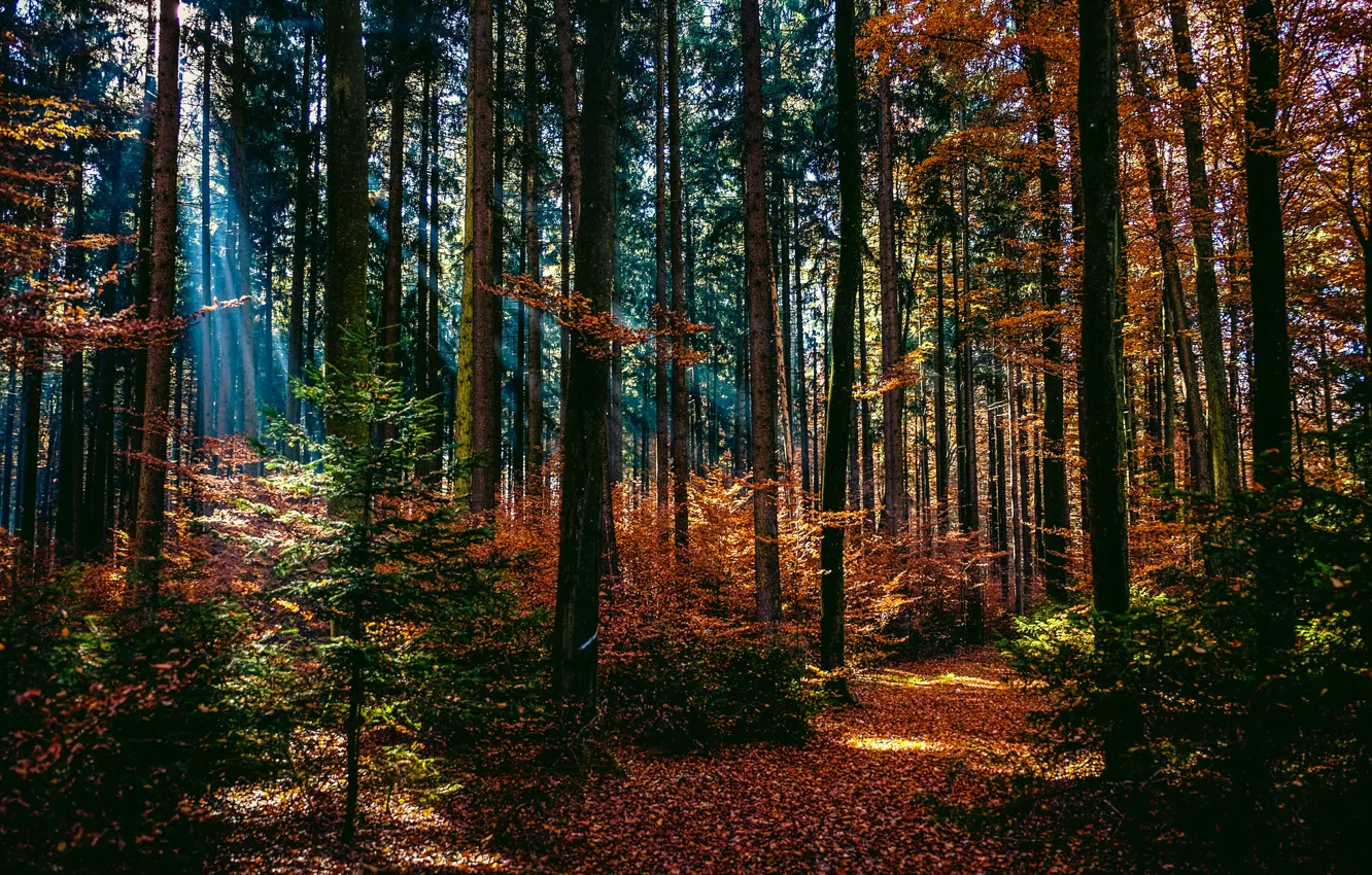 Photo wallpaper autumn, forest, rays, light, trees, path