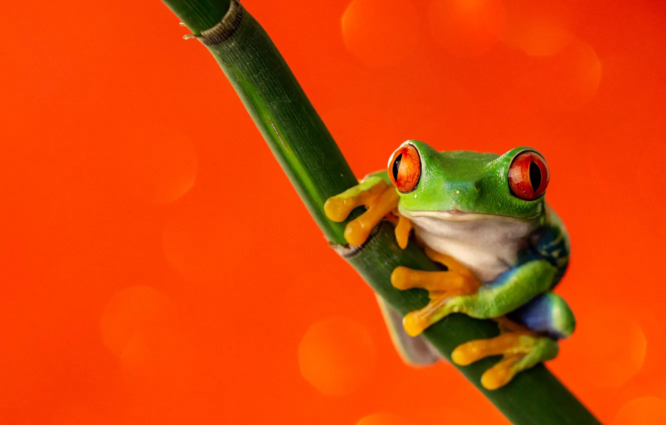 Photo wallpaper look, macro, orange, pose, background, frog, legs, stem