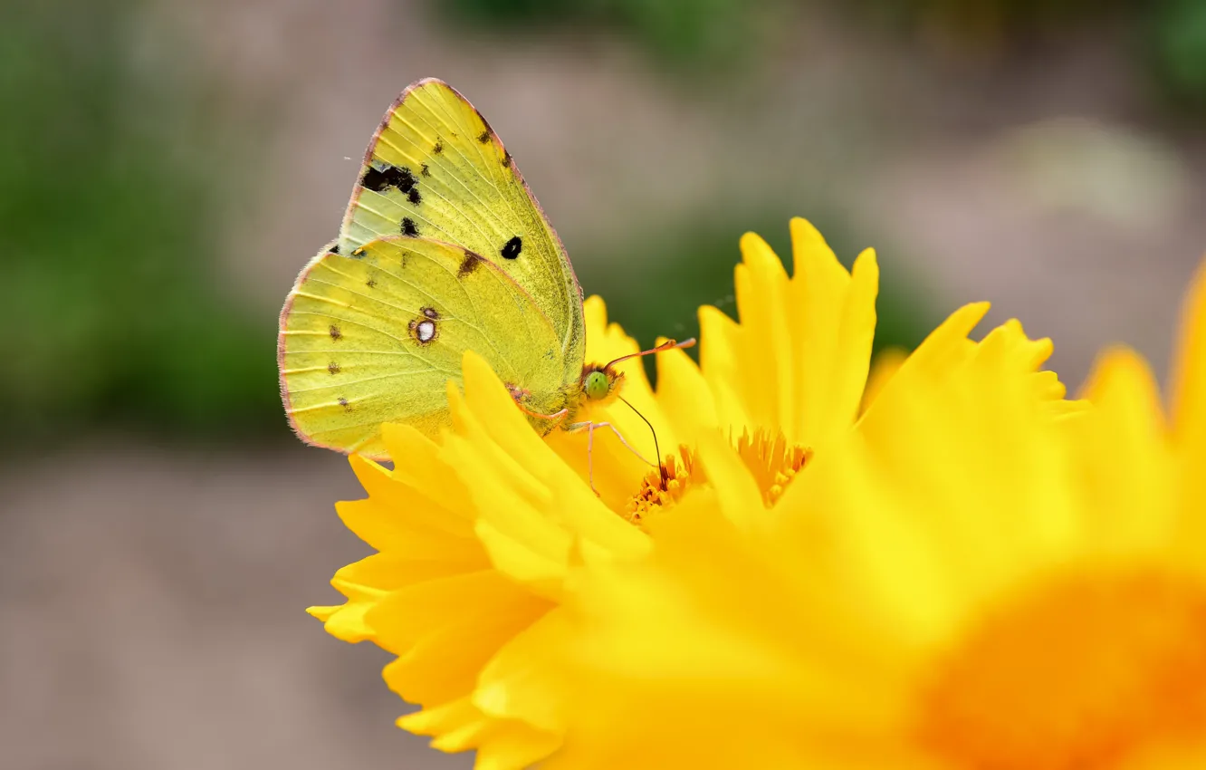 Photo wallpaper yellow, flowers, macro, butterfly, summer