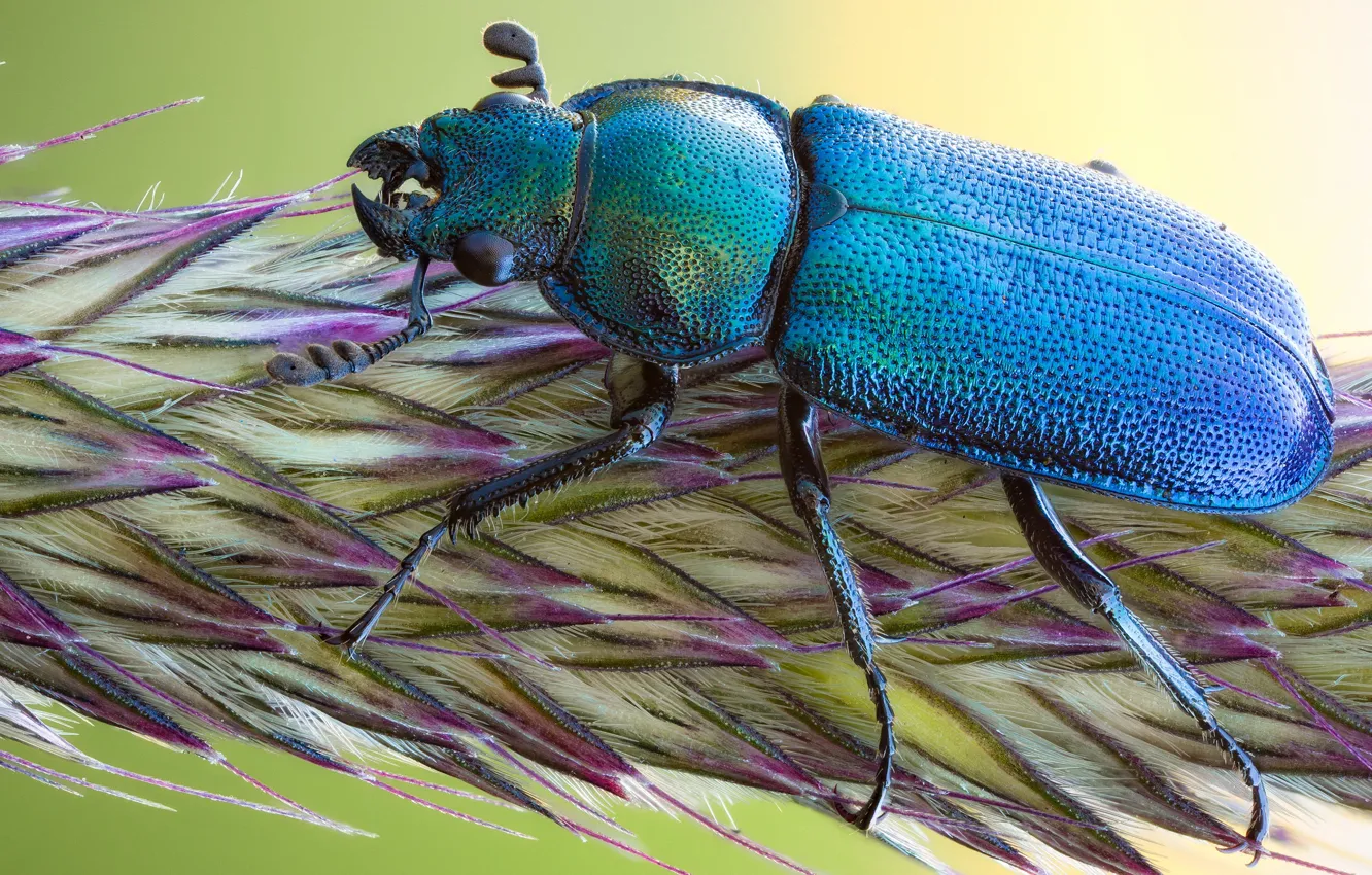Photo wallpaper macro, beetle, insect