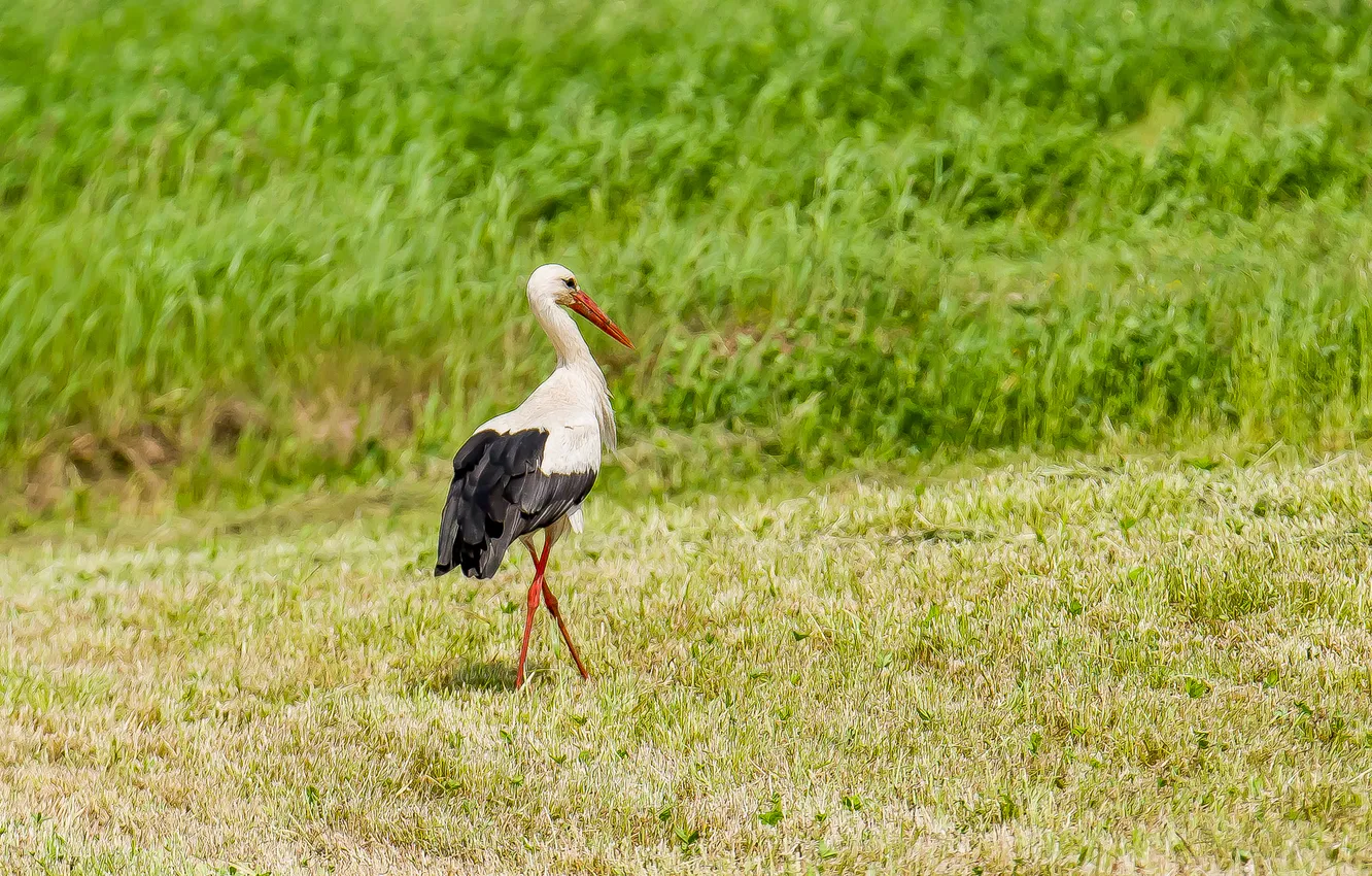 Photo wallpaper field, nature, stork, photohunt