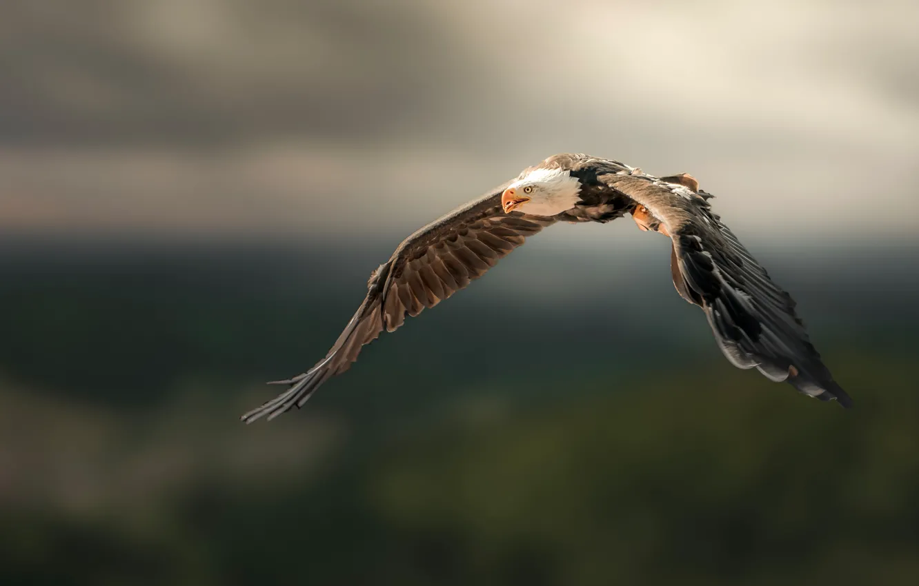Photo wallpaper flight, nature, background, bird, eagle, wings, bald eagle, the scope
