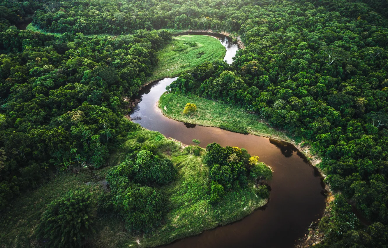 Photo wallpaper greens, forest, trees, river, shore, pond, the view from the top, crown