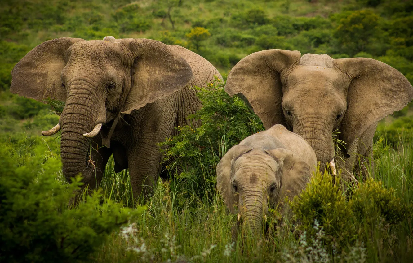 Photo wallpaper greens, nature, elephant, three, walk, trio, family, the elephant