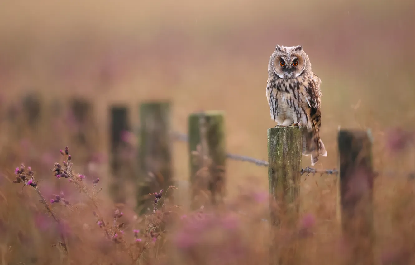 Photo wallpaper flowers, owl, bird, the fence, bokeh