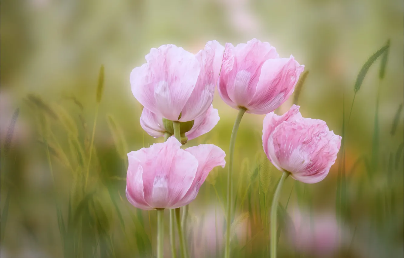 Photo wallpaper flowers, background, Maki, pink