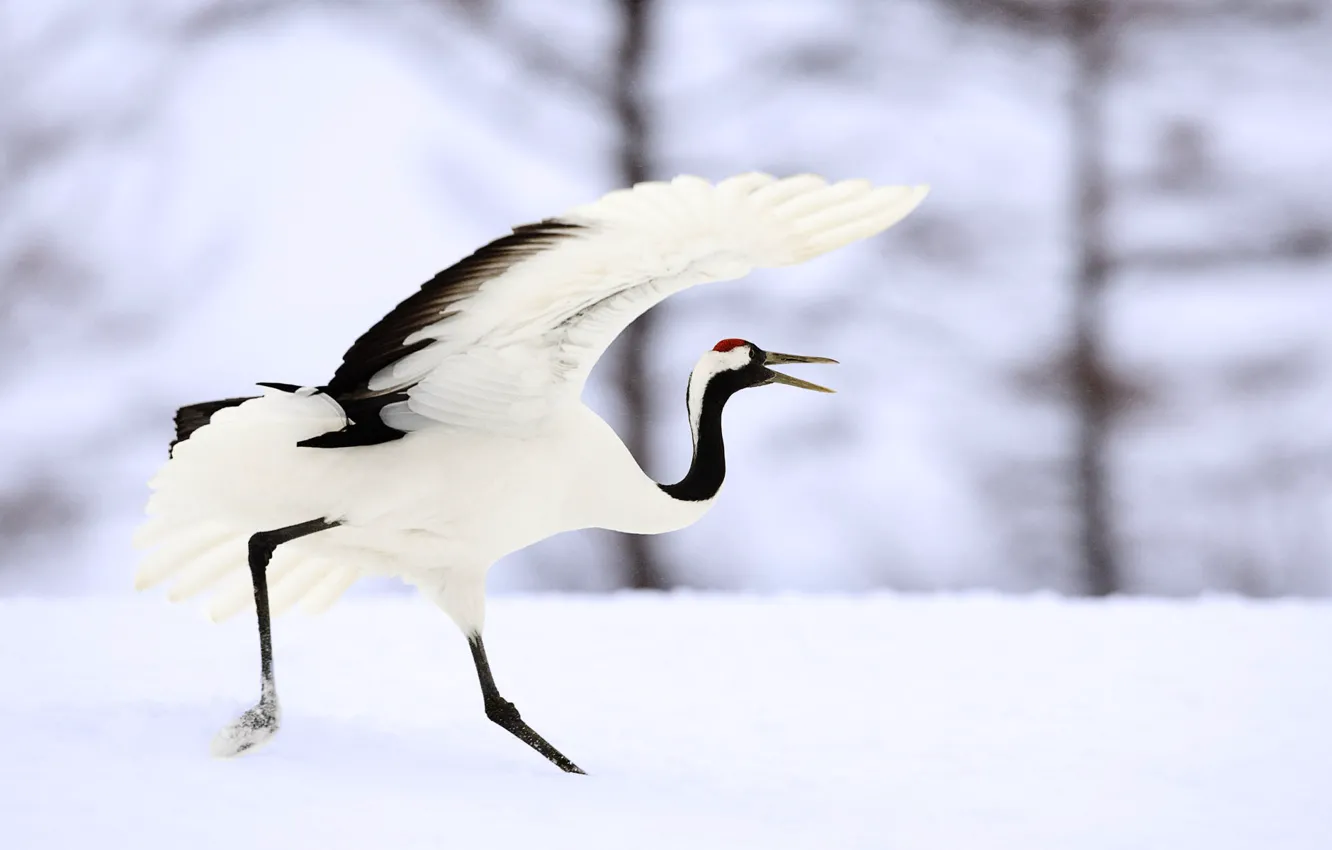 Photo wallpaper Japan, runs, cranes