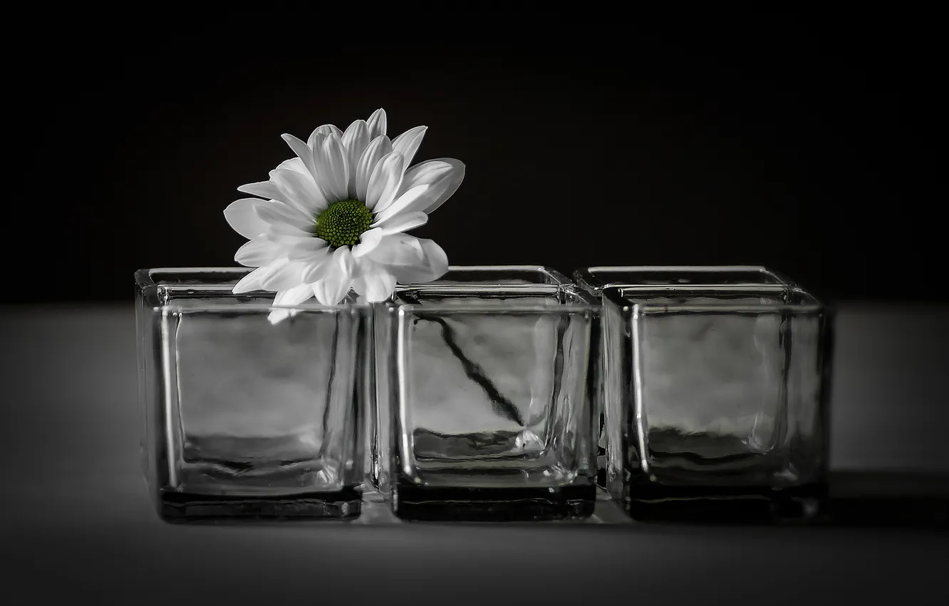 Photo wallpaper macro, flowers, background