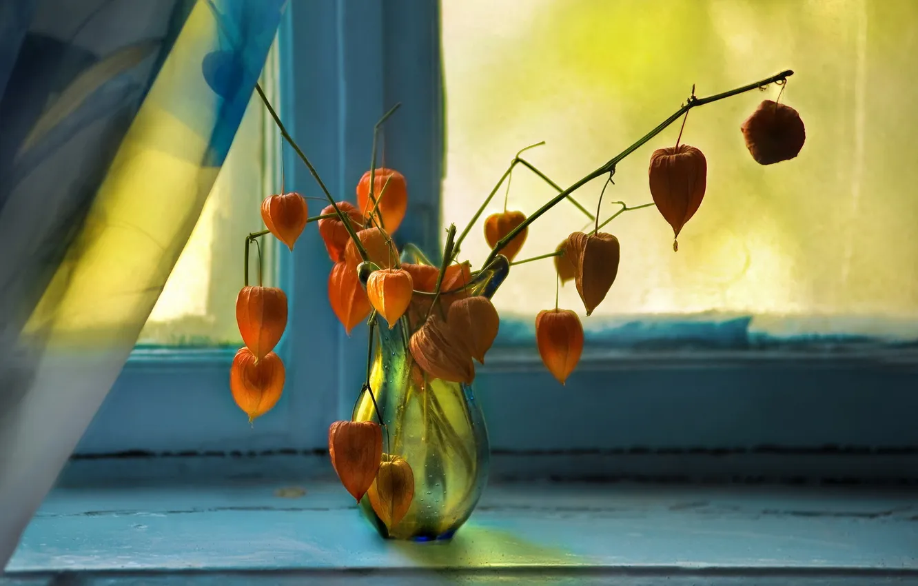 Photo wallpaper flowers, background, window
