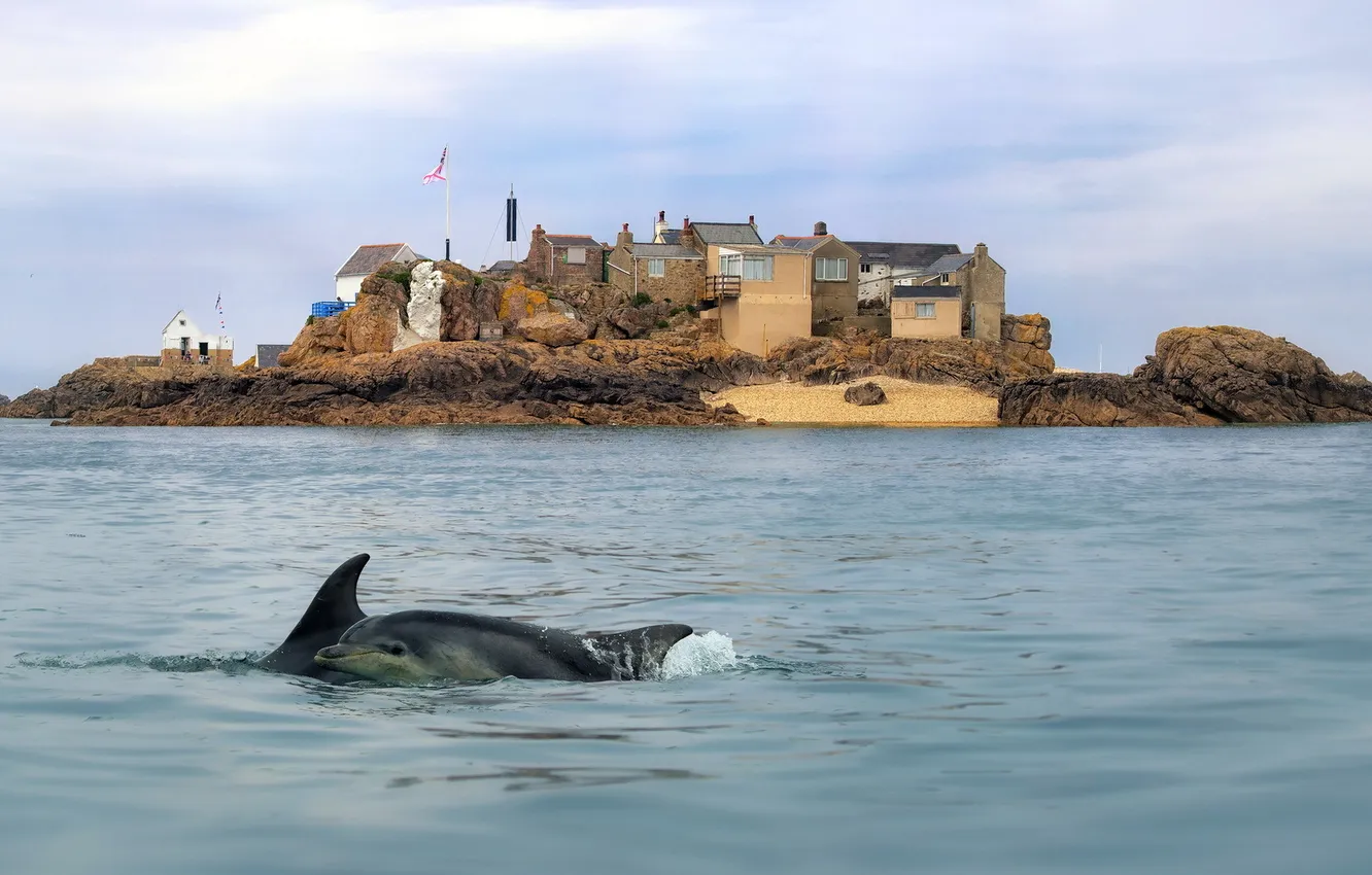 Photo wallpaper sea, nature, shore, home, dolphins