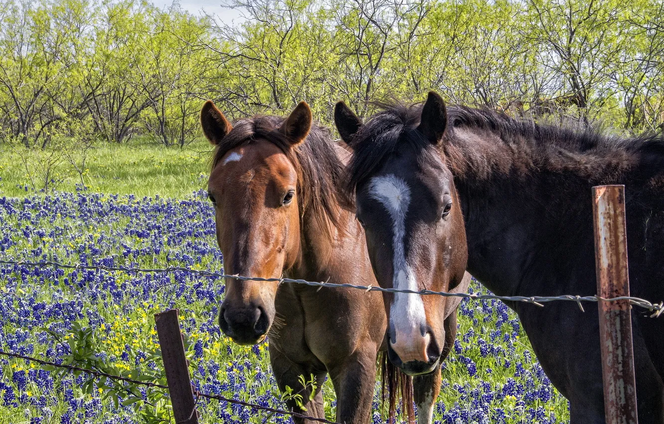 Photo wallpaper flowers, the fence, horses