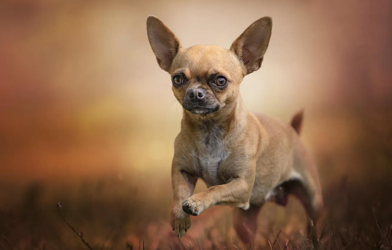 Photo wallpaper background, bokeh, doggie, Chihuahua, dog