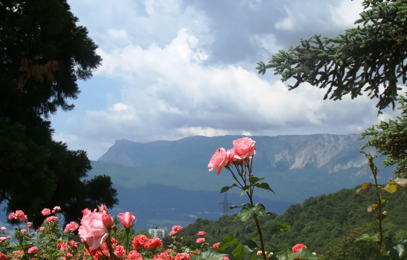 Photo wallpaper the sky, plants, clouds, mountains, Crimea, flowers, Crimea, trees
