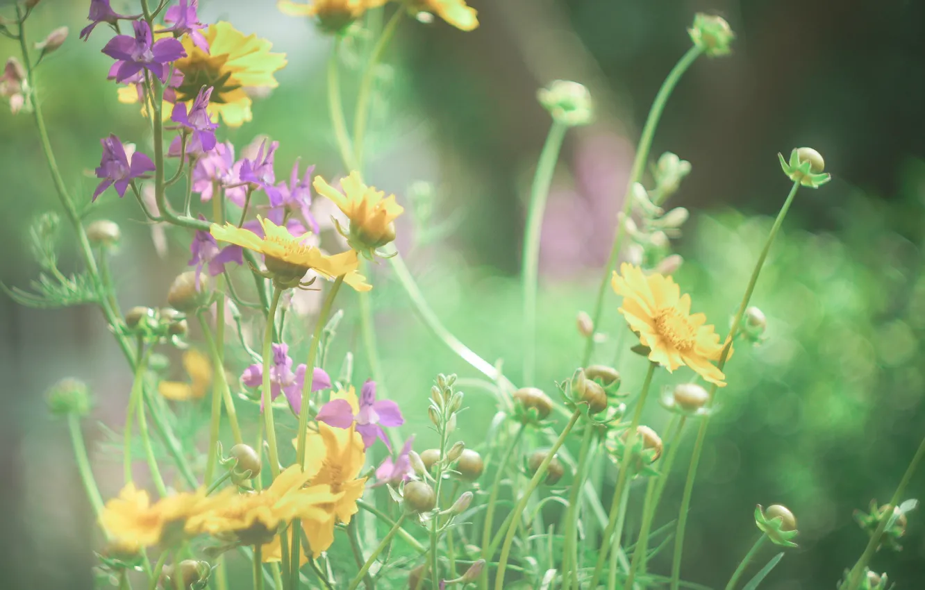 Photo wallpaper macro, flowers, yellow, Wallpaper, wallpaper, field, widescreen, bokeh