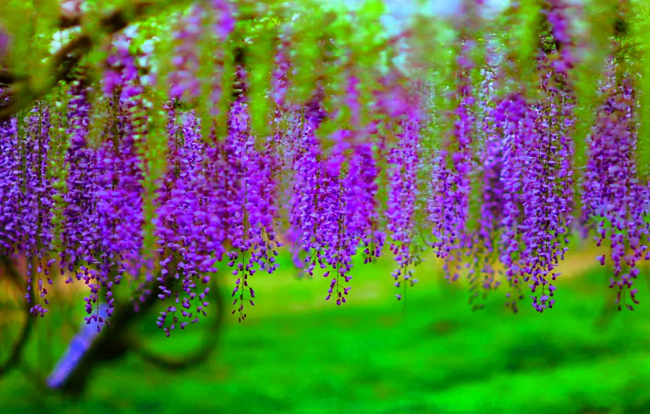 Photo wallpaper trees, flowers, branches, flowering, bunches, Wisteria