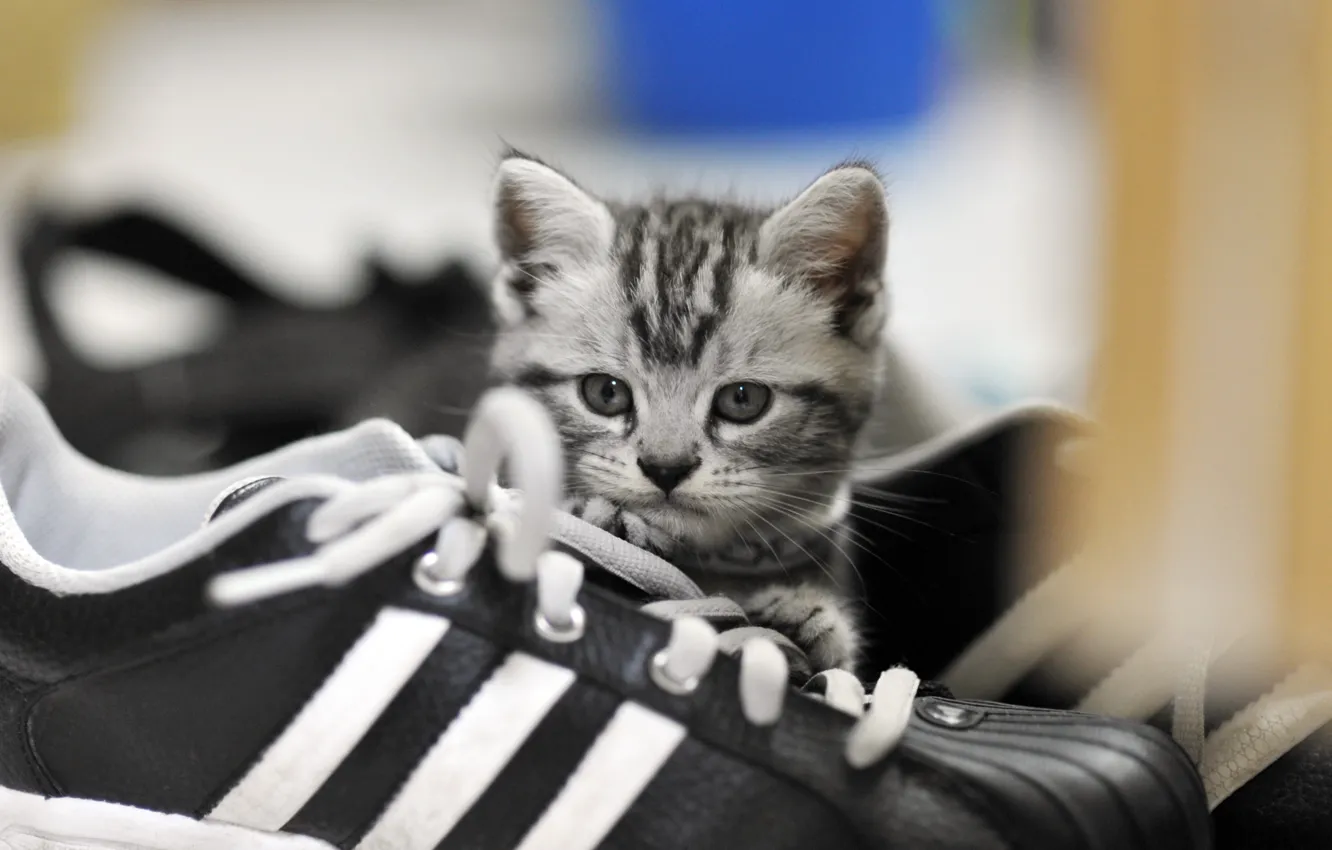 Photo wallpaper eyes, look, kitty, laces, shoes