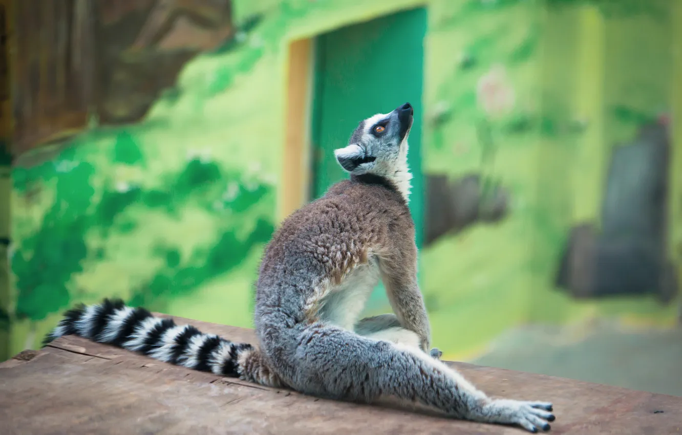 Photo wallpaper look, pose, wall, paws, the door, tail, lemur, sitting