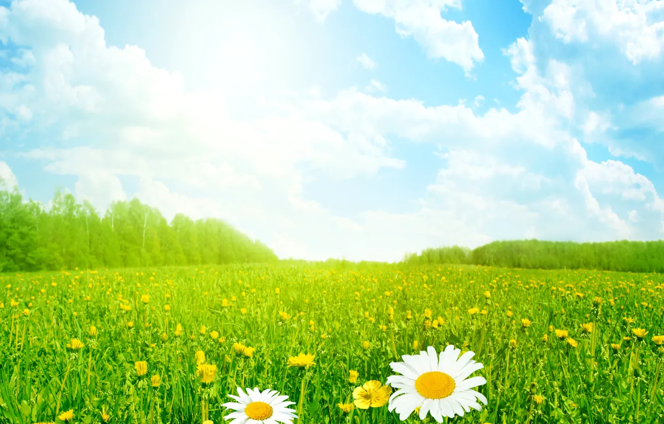 Photo wallpaper field, summer, the sky, grass, the sun, clouds, flowers, chamomile