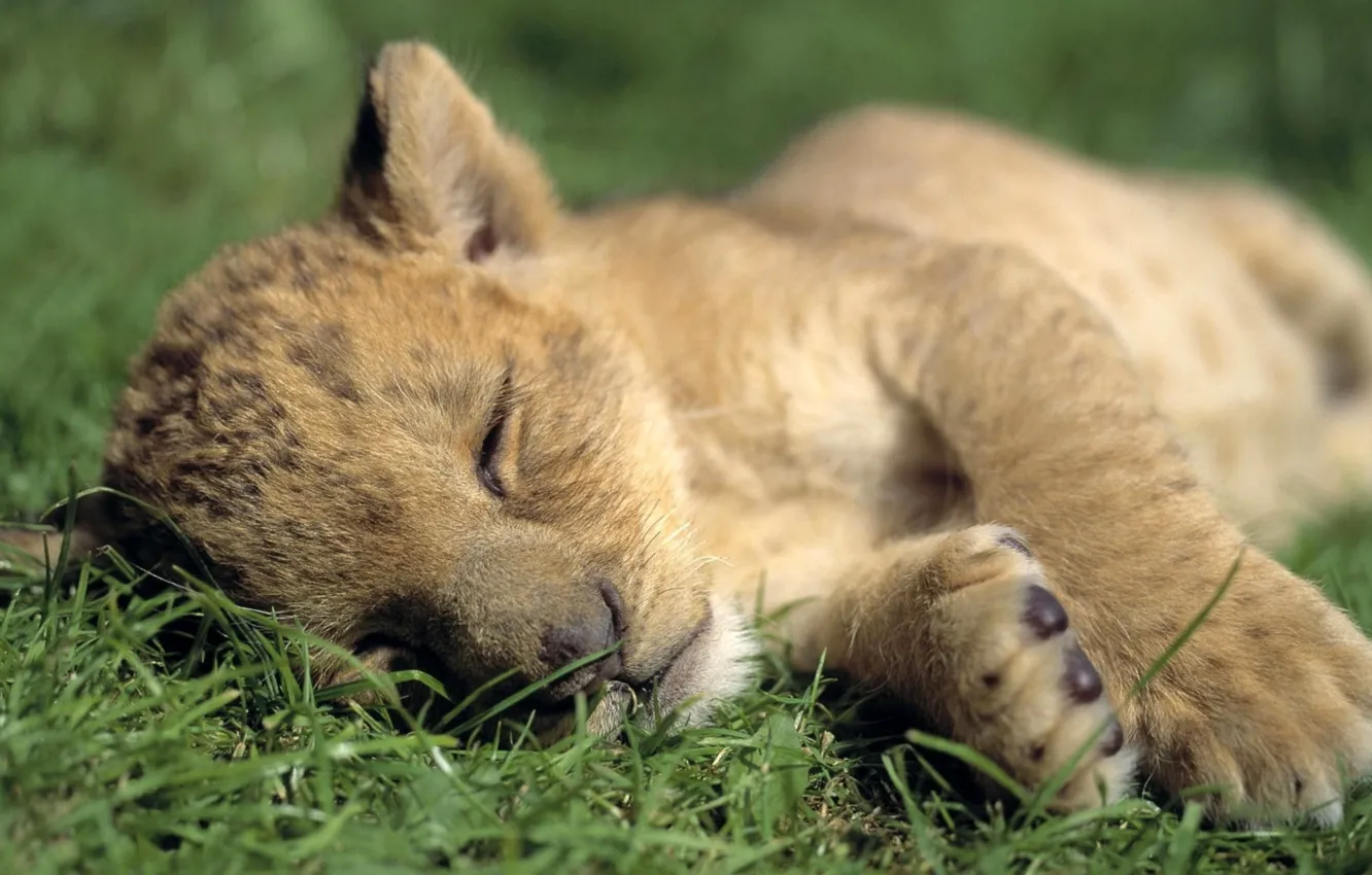 Photo wallpaper grass, predator, animal, baby, sleep, cute, pets, .lion cub