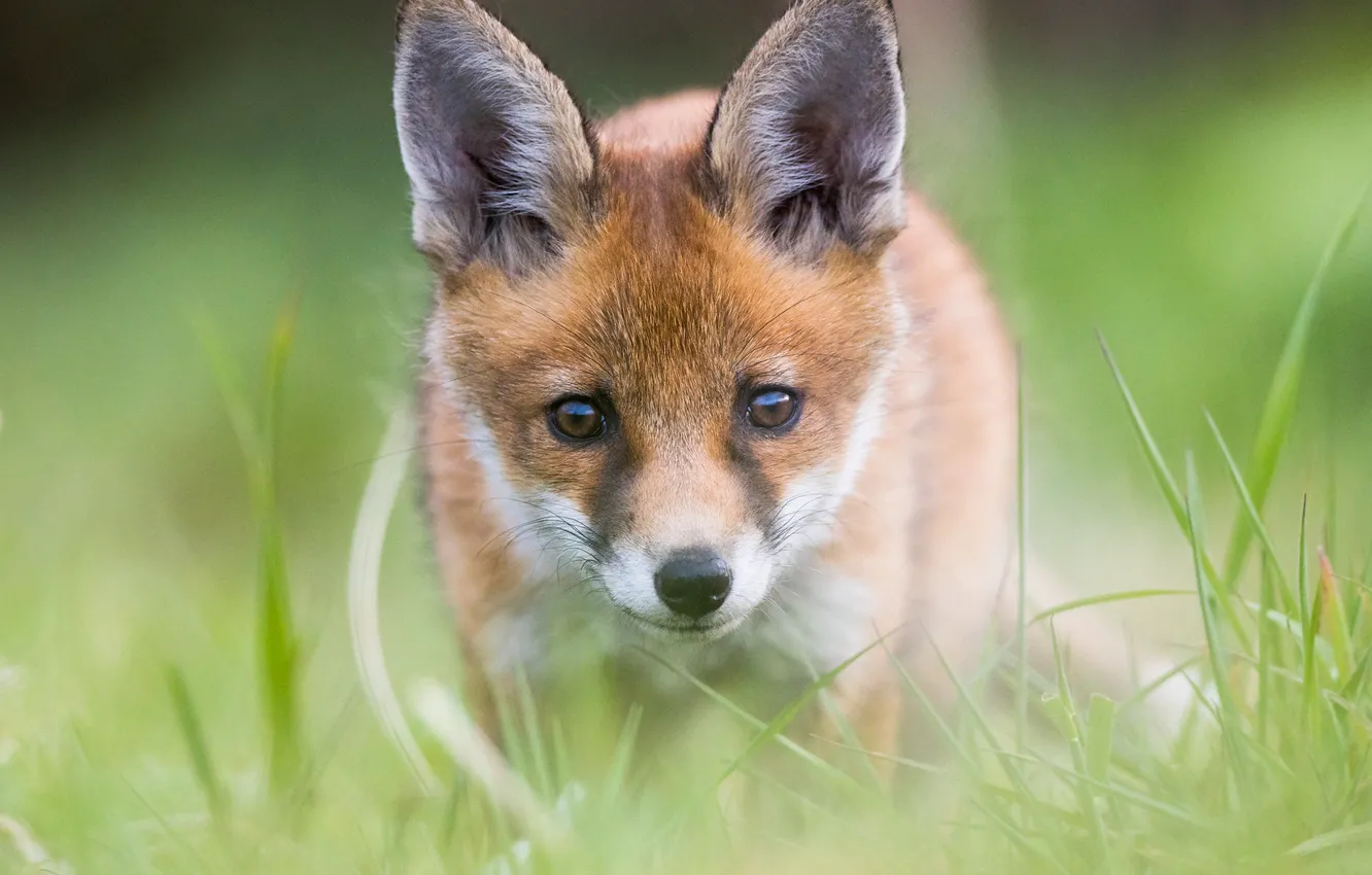 Photo wallpaper grass, look, red, Fox, cub, face, Fox