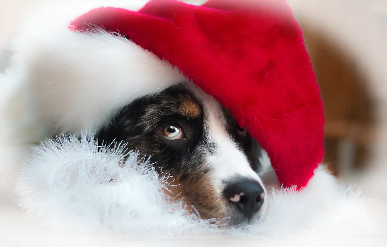 Photo wallpaper look, face, dog, New year, cap, Australian shepherd, Aussie