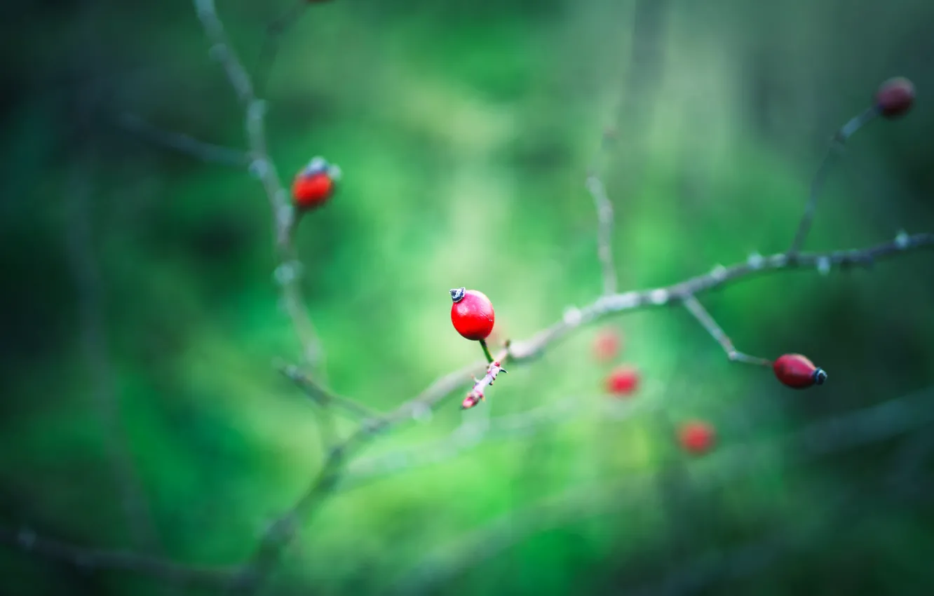 Photo wallpaper macro, branches, red, nature, berries, briar