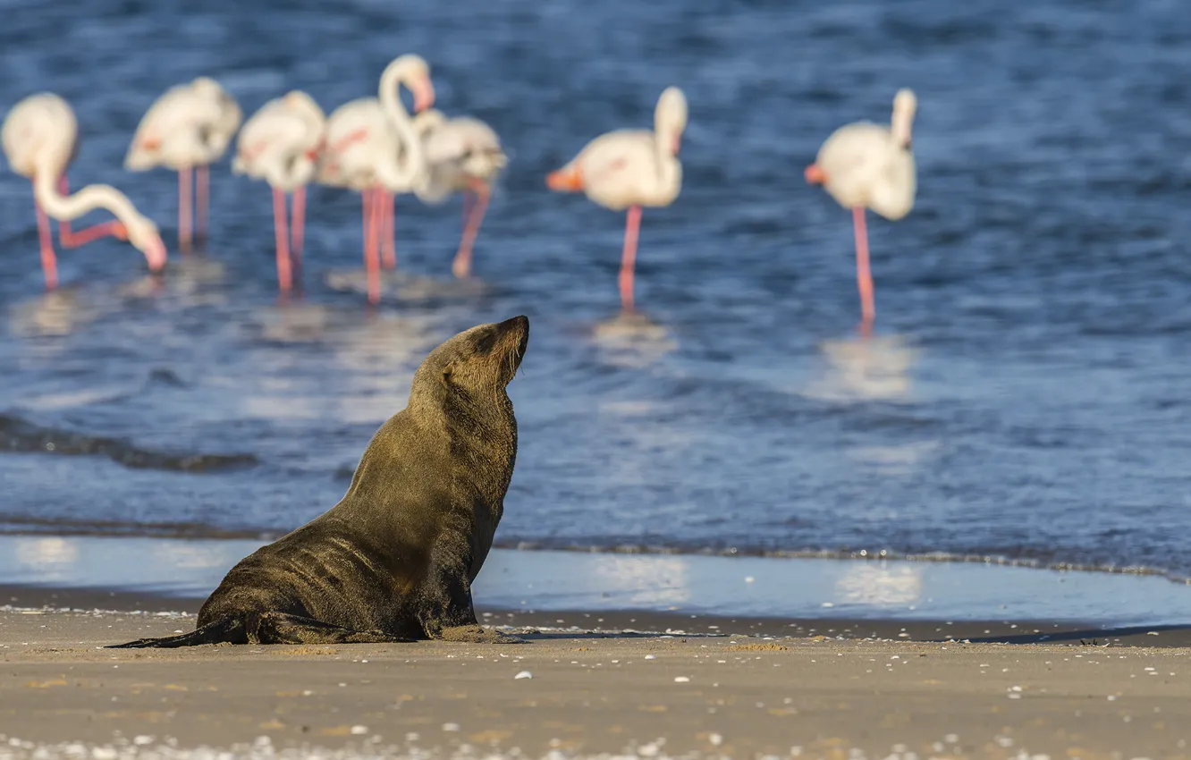 Photo wallpaper water, nature, bird, shore, cat, Flamingo