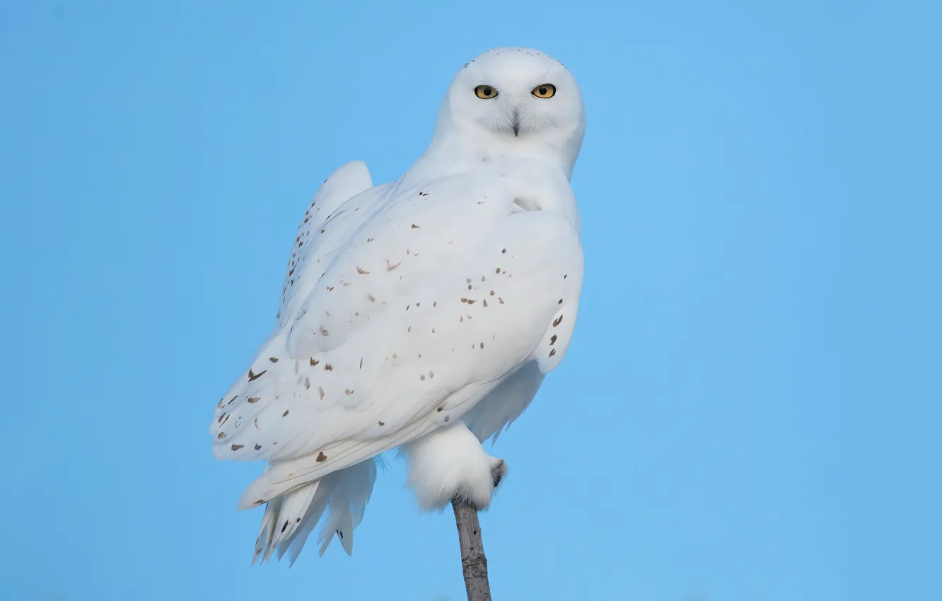 Photo wallpaper owl, bird, blue sky, snowy owl