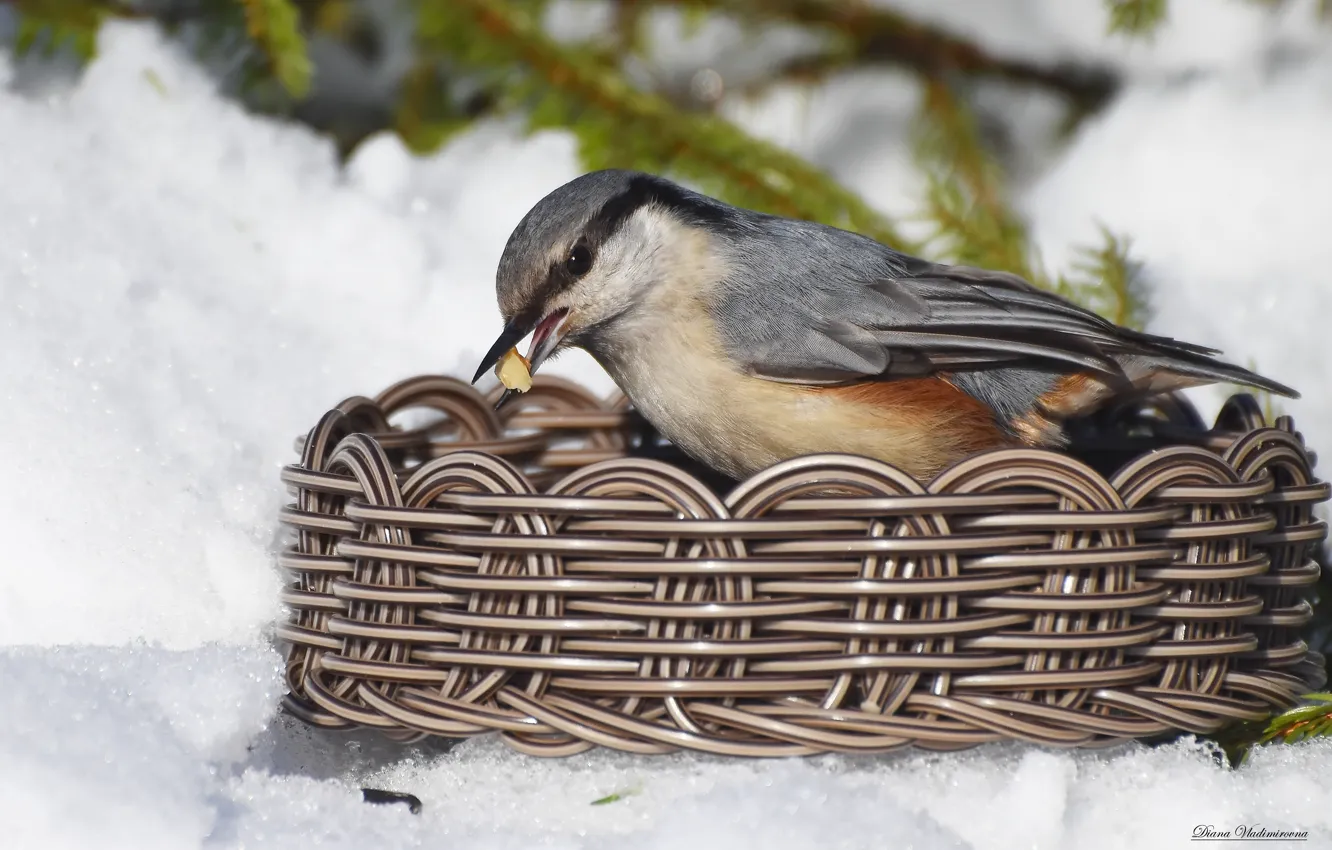 Photo wallpaper winter, bird, nuthatch, photohunt