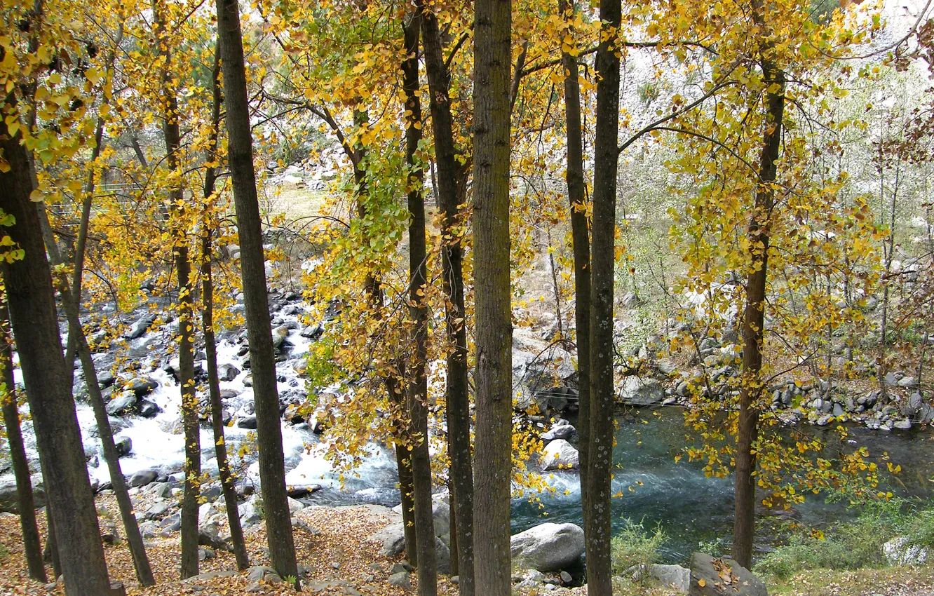Photo wallpaper autumn, trees, mountains, river, stones